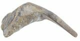 Enchodus Fang With Jaw Section - Texas #42432-2